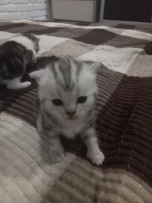 Породистые  котята  Британцы