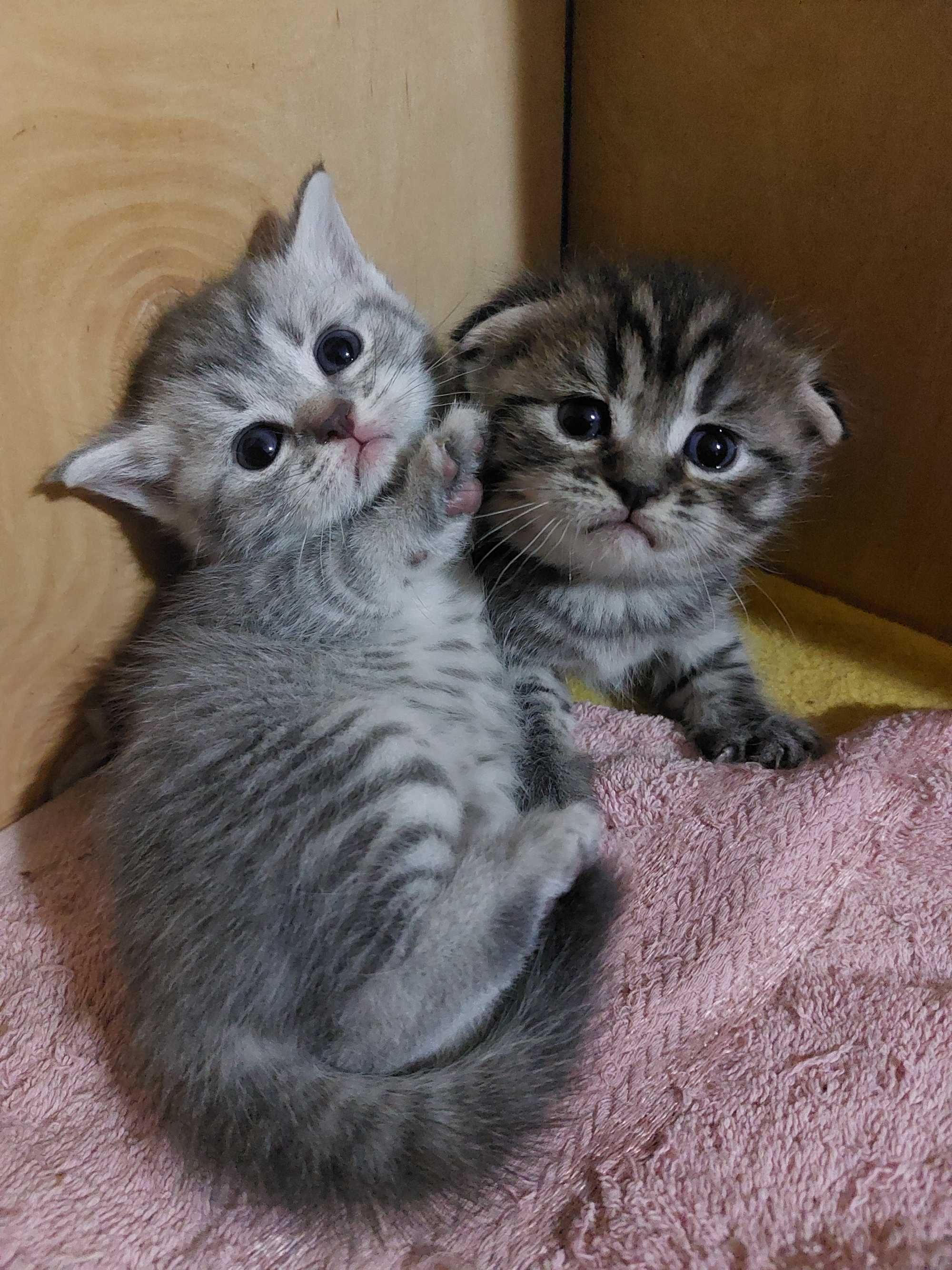 Породистые котята