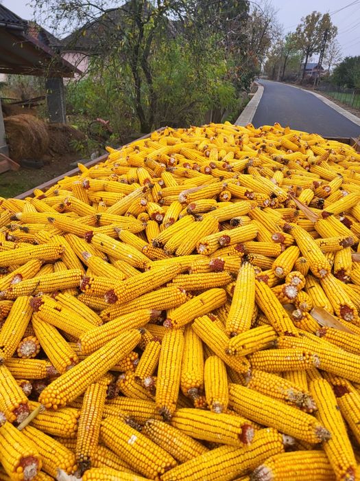 Vand porumb produtie 2025