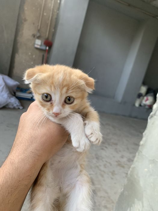 Scottish Fold mushogi sotiladi