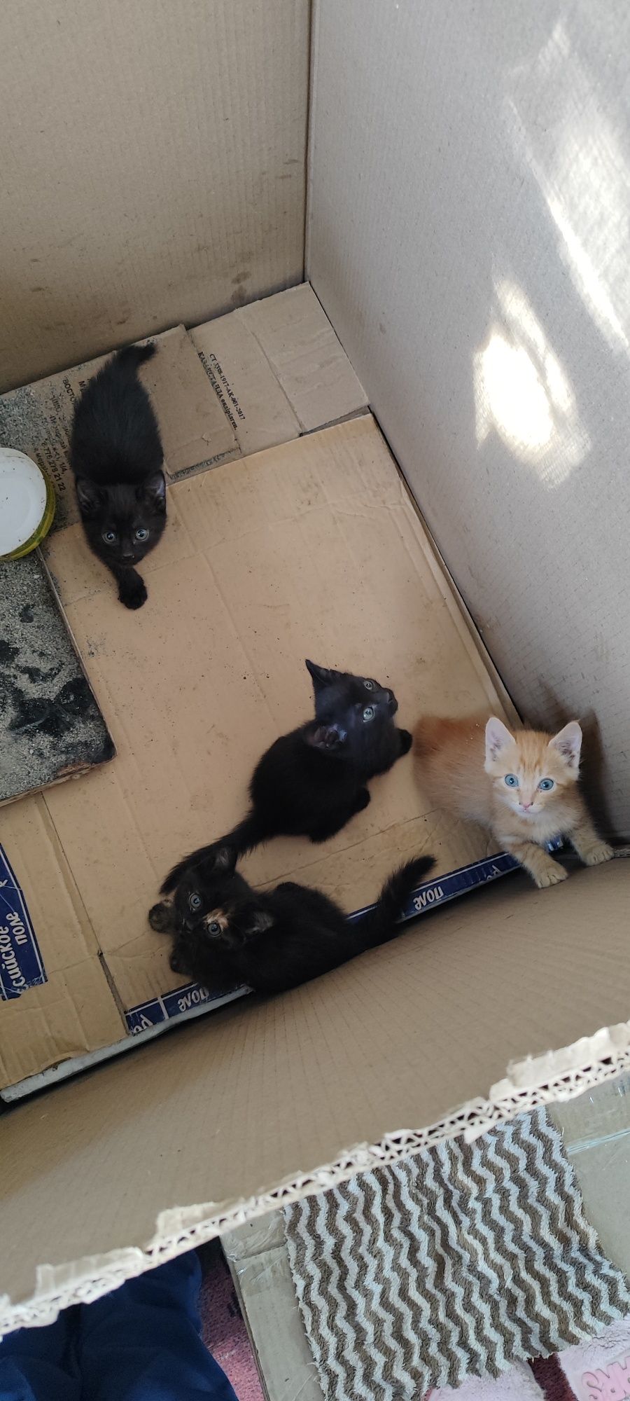 Отдам котят в доброе руки