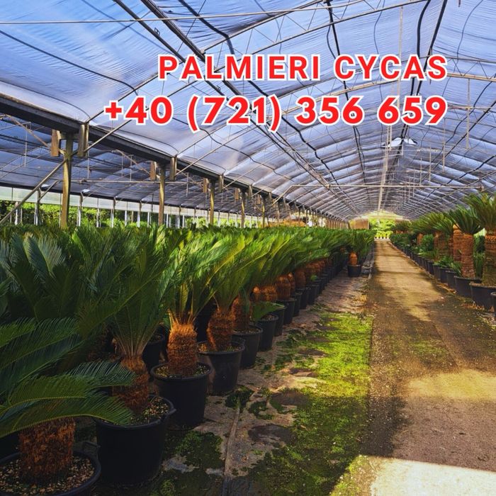 Tuia brazi maslini pom-pom spirale bosai cedru mesteacan magnoli pini