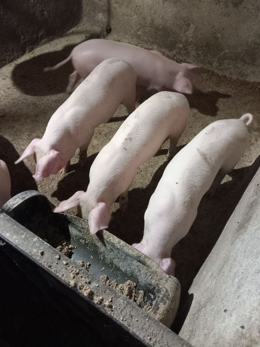 Продавам прасенца