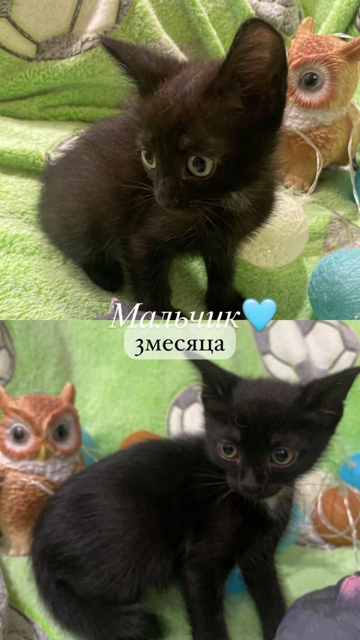 Пристраивается котенок котята