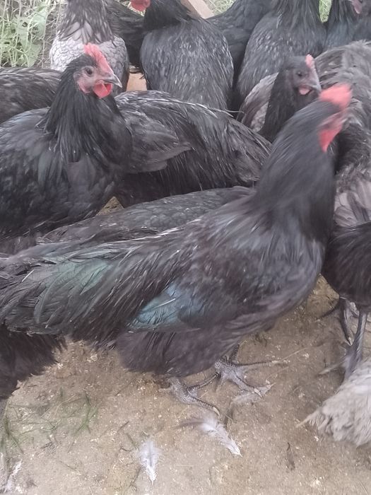 Cocoși australorp !