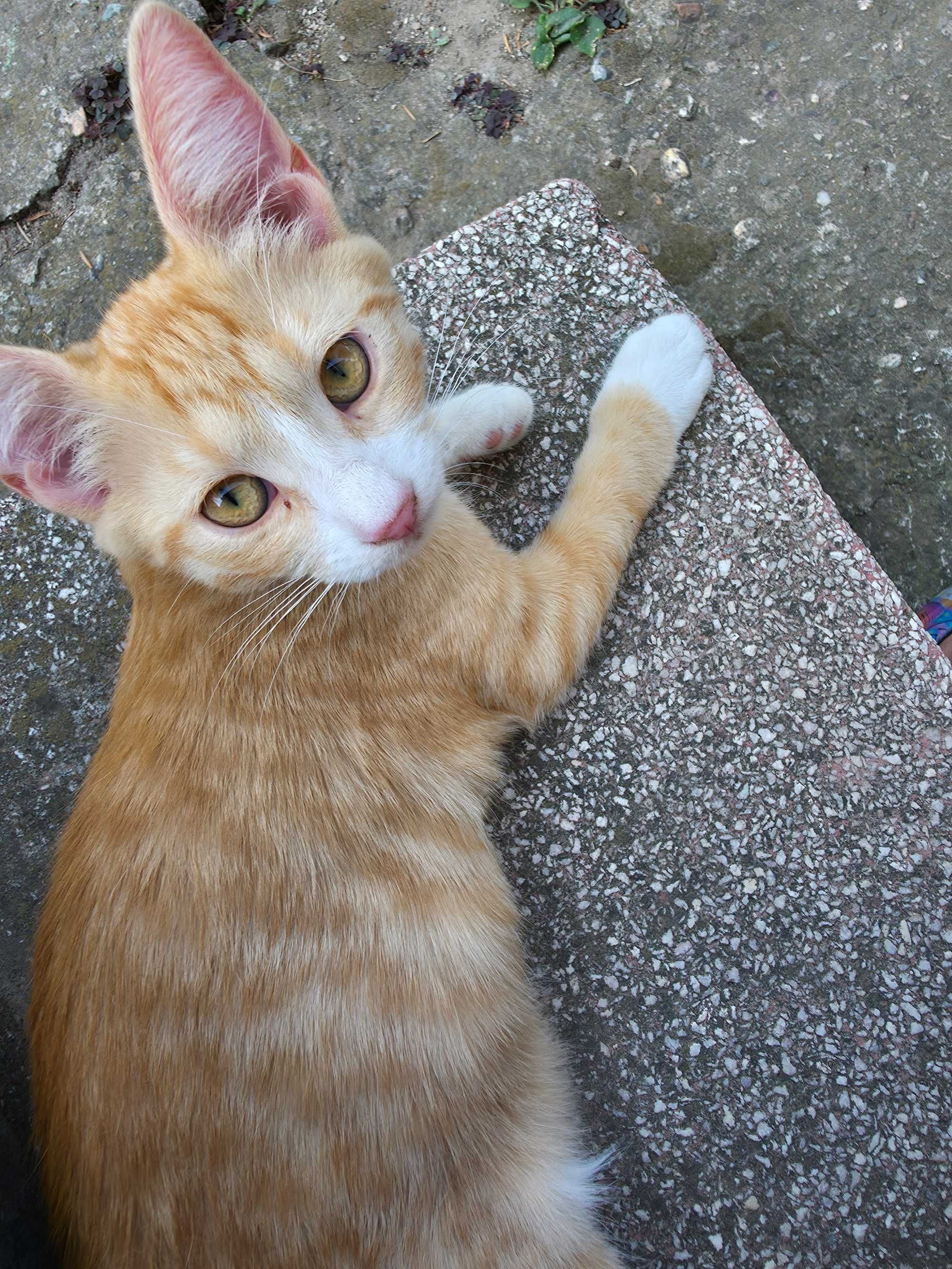 Котенца си търсят стопанин!