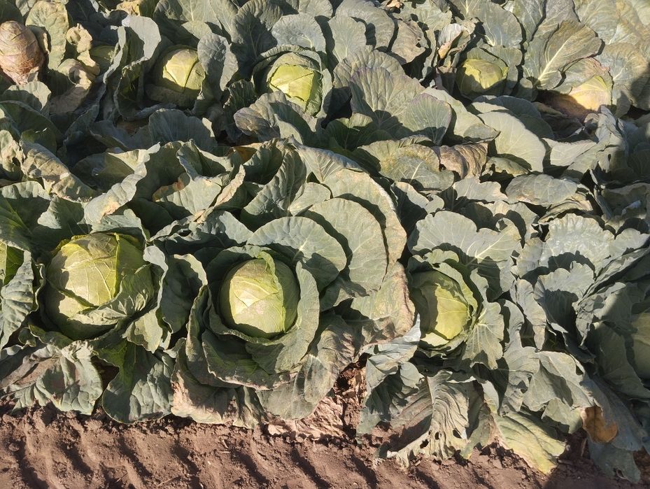 Продавам-Зеле Ергенско