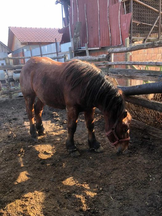 Vand mânz de 1 an si 7 luni