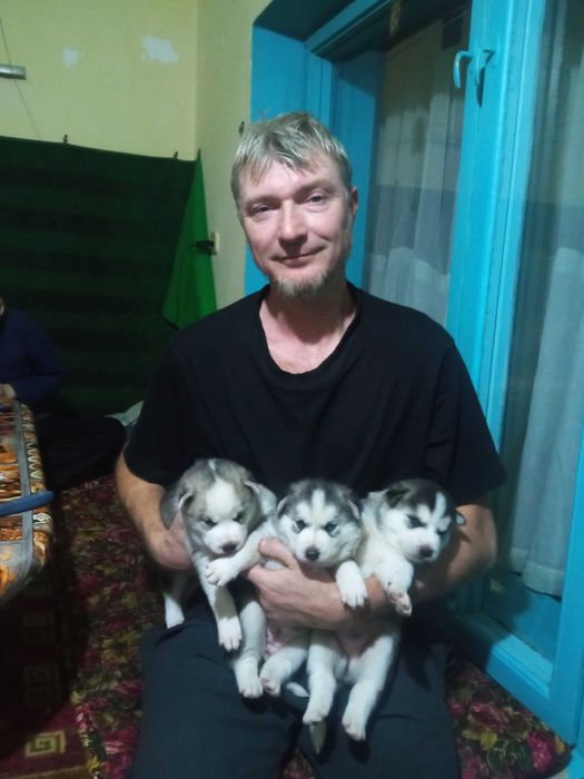 Продаются щенки хаски