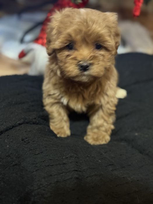 Малтипу момченца