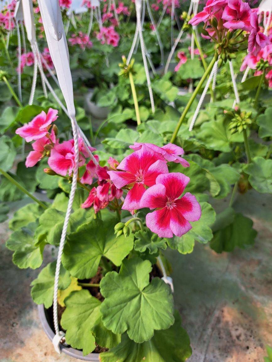 Muscate Caliope, petunii, calibrachoa