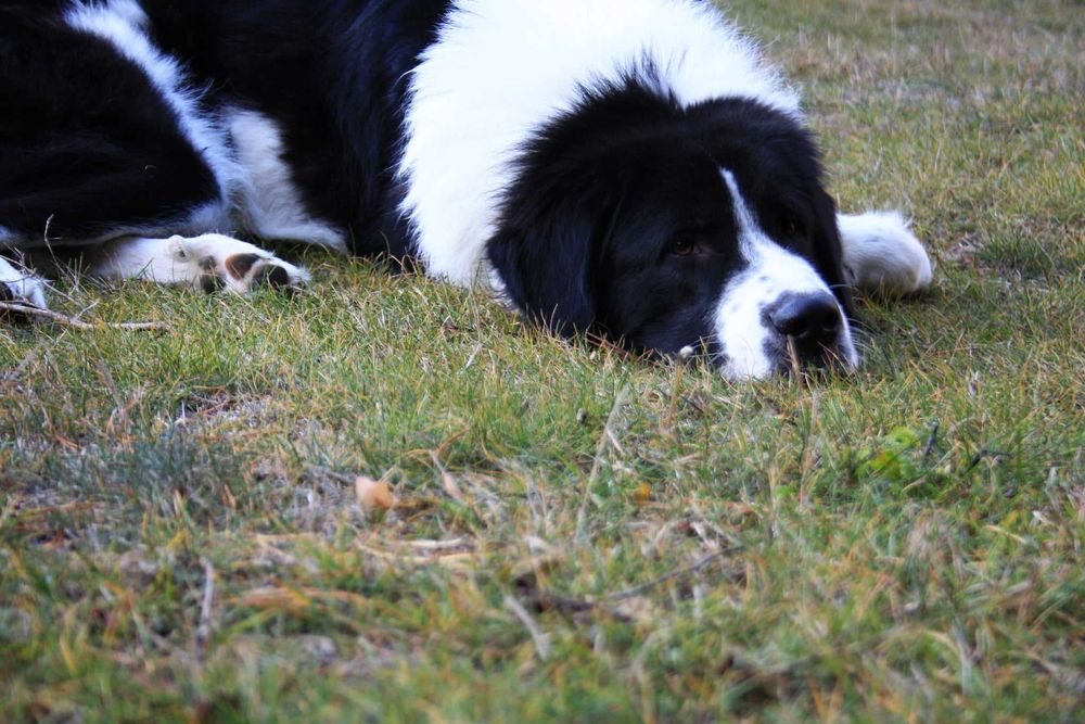 Буковинска овчарка с родословие