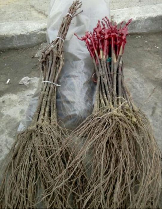 Vand butasi vita de vie soiuri de vasa si de vin