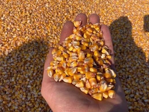 Porumb de vanzare ,calitate superioara!