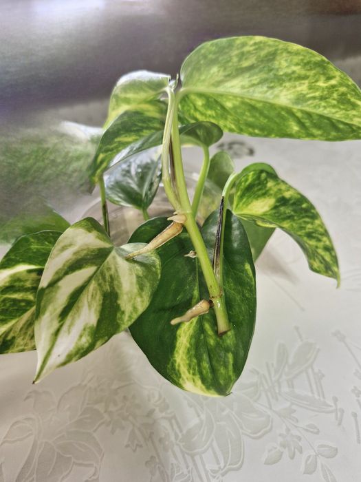 Комнатные растения, черенки, свежий срез