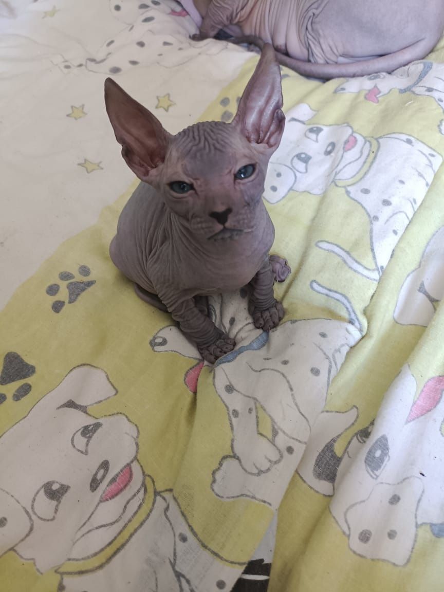 Продаю котят сфинксы