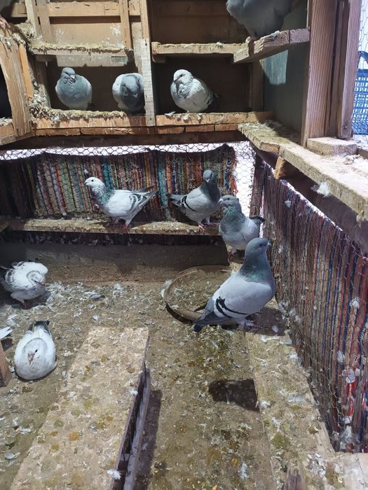 Porumbeii de vanzare