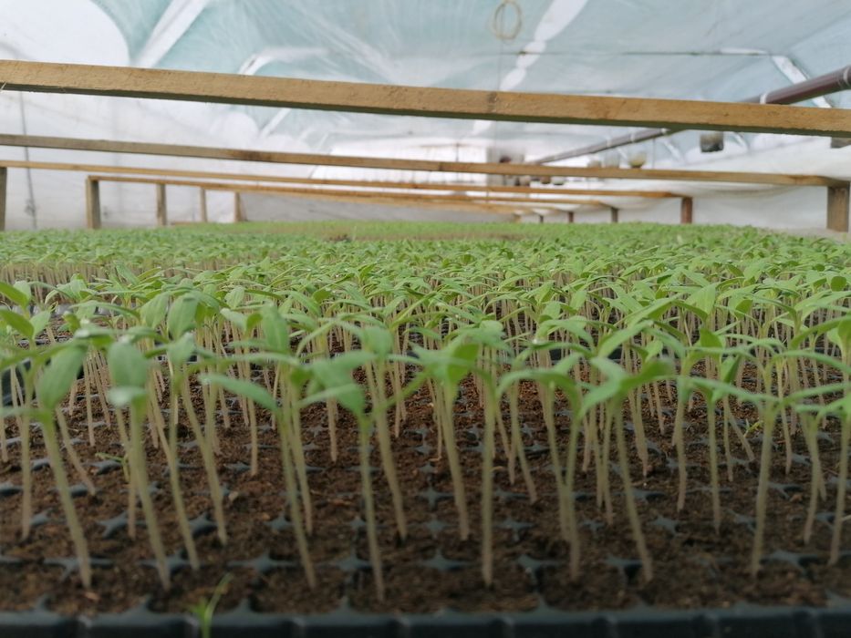 Rasaduri de vanzare !