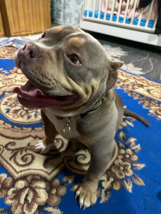 ВЯЗКА внимание читаем!, амерекански булий питбуль