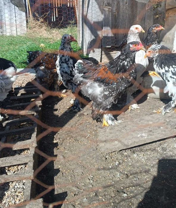 Cocosi brahma bobat, portelan si isabel