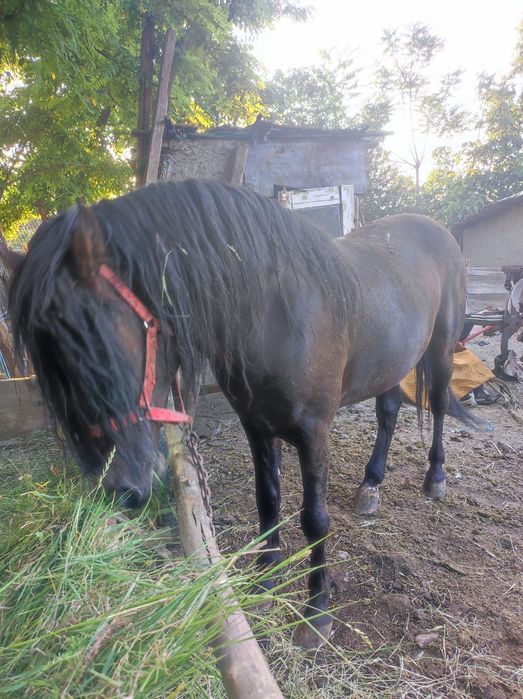 Armăsar corcitura 5 ani