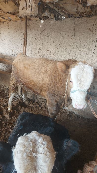 Семіз бука сатылады