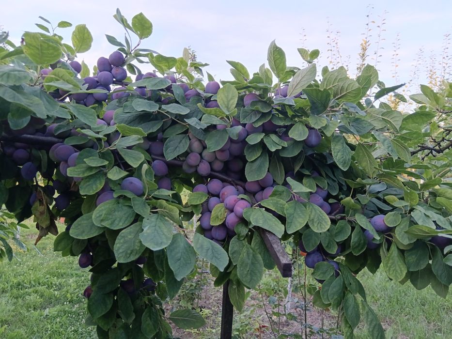 Casă de vânzare Cermei