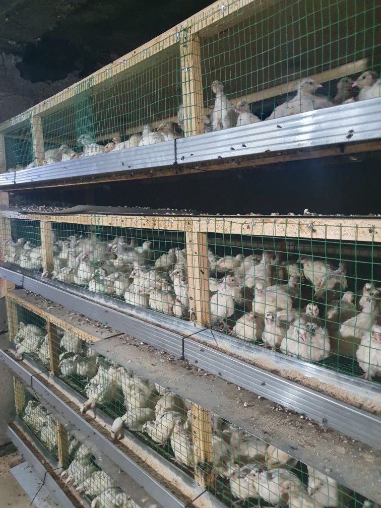 Bedana beli gegant