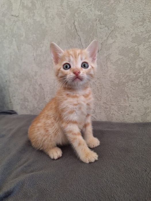 Отдам даром котят