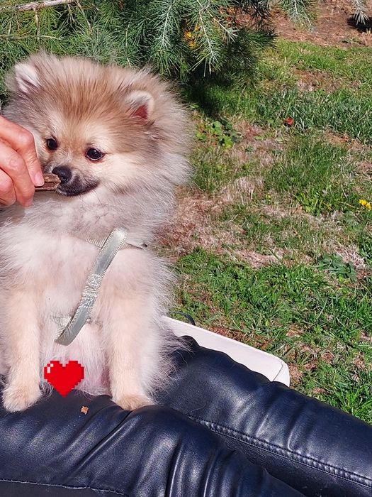 Померан с всички ваксини, чип и паспорт