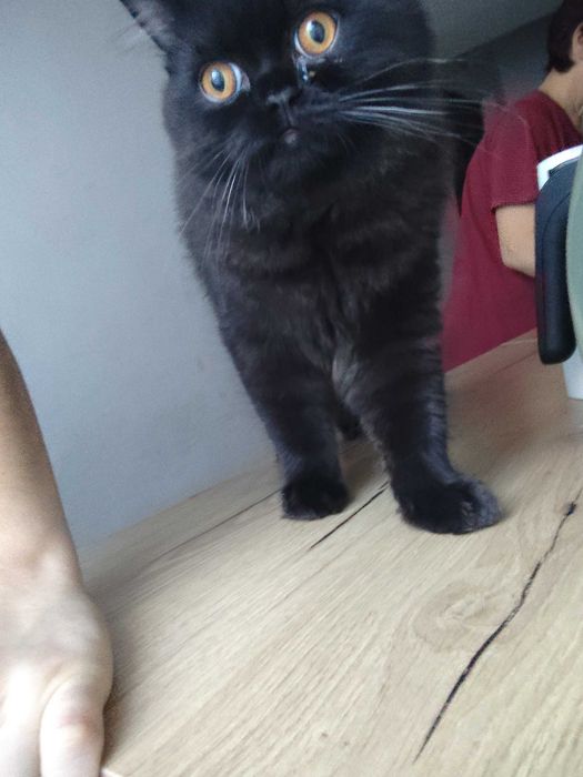 British longhair negru