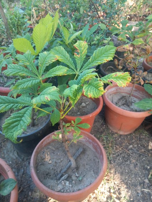 Vând puieți de castani la ghiveci frumos dezvoltați