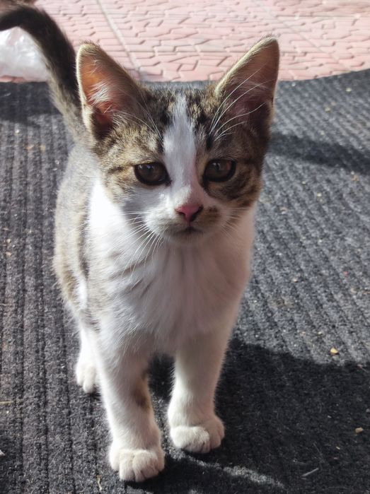 Котята, 2 мальчика и 1 девочка