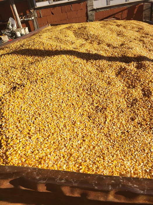 Vând porumb Pioneer