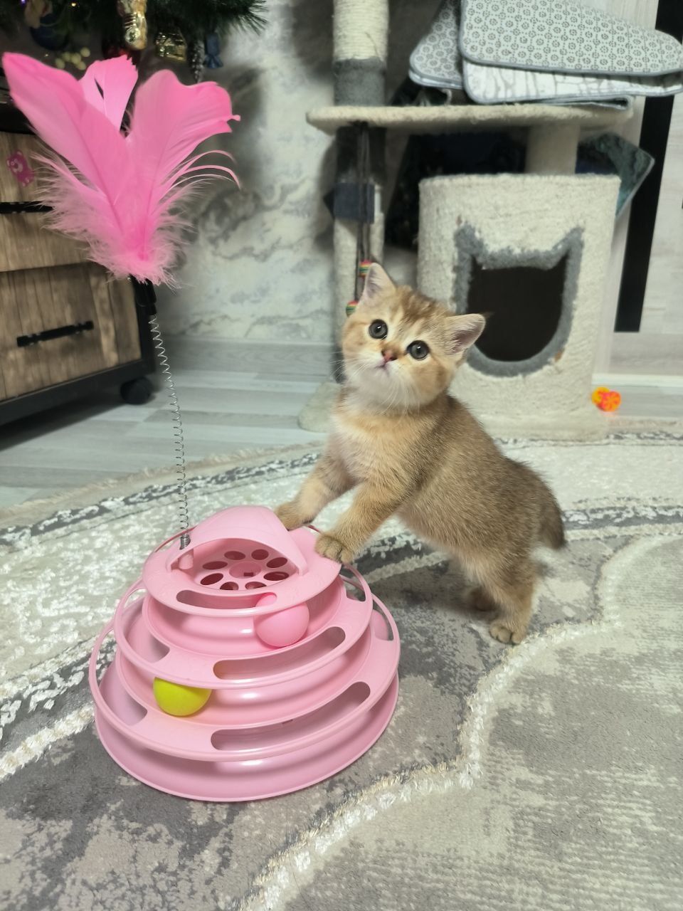Шикарные котята скотиш фолд и скотиш страйт шиншилла