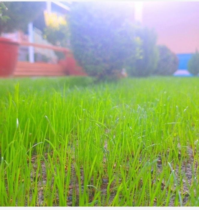 Газон экиш хизмати,