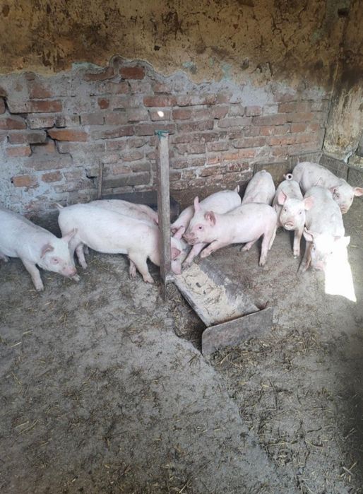 Продавам Малки прасенца