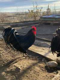 Oua de Australorp incubat