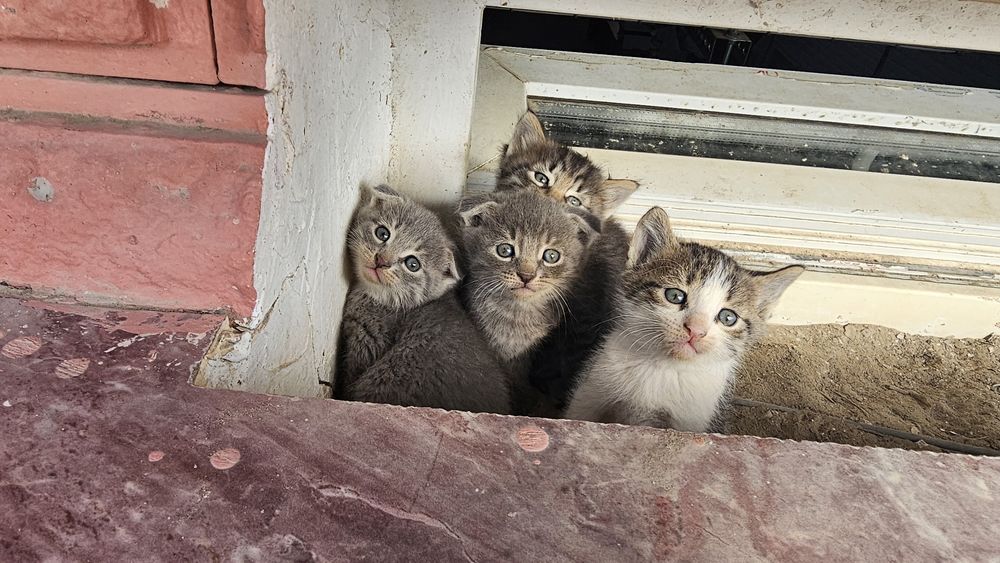 Продаём котят. Осталась вислоухая и 2 с прямыми ушами