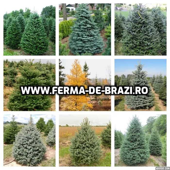 Pachet 50 bucati puieti brad, molid argintiu mixt STANDARD-10 specii