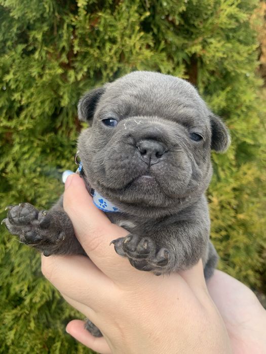 Френски Булдог French Bulldog Blue и Blue Merlle