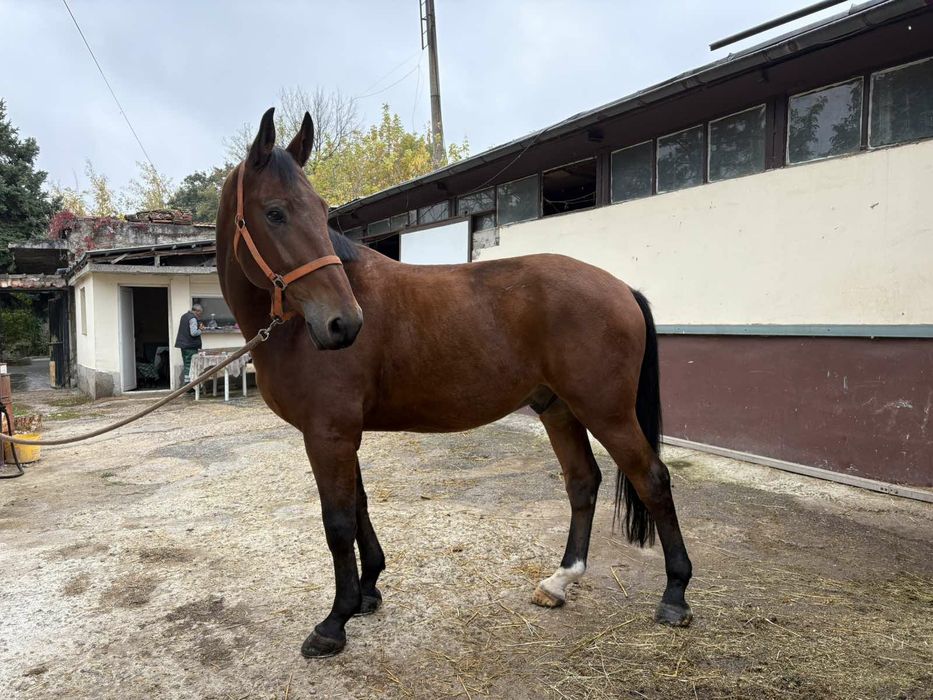 Продавам 6-годишен кастрат