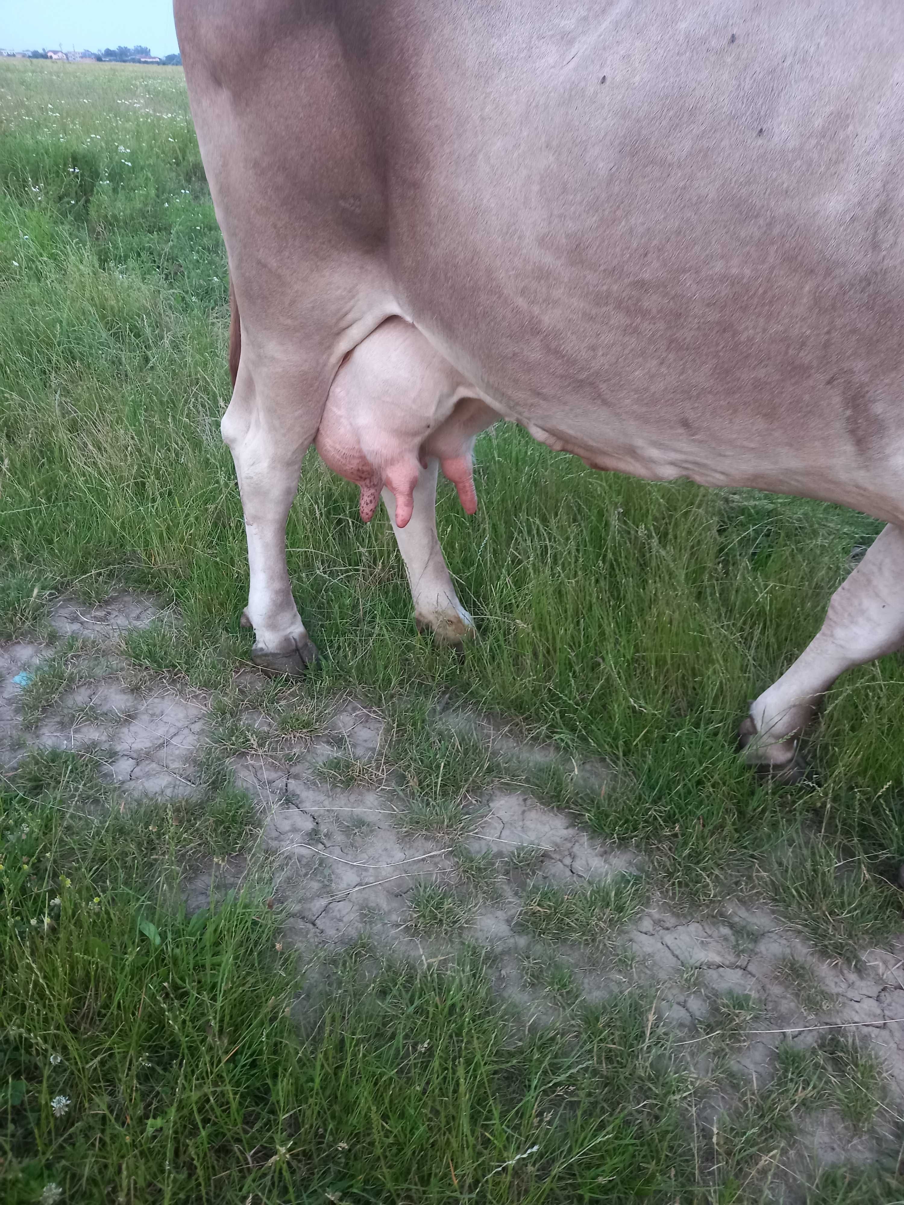 De vânzarea  Vaca cu lapte
