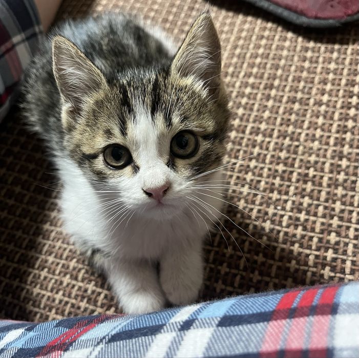 Отдам котят только в ответственные руки