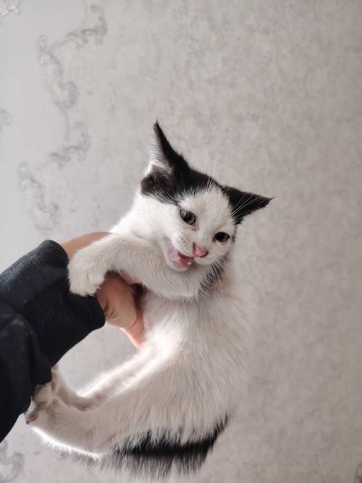 Mushuk bolasi bepul beriladi