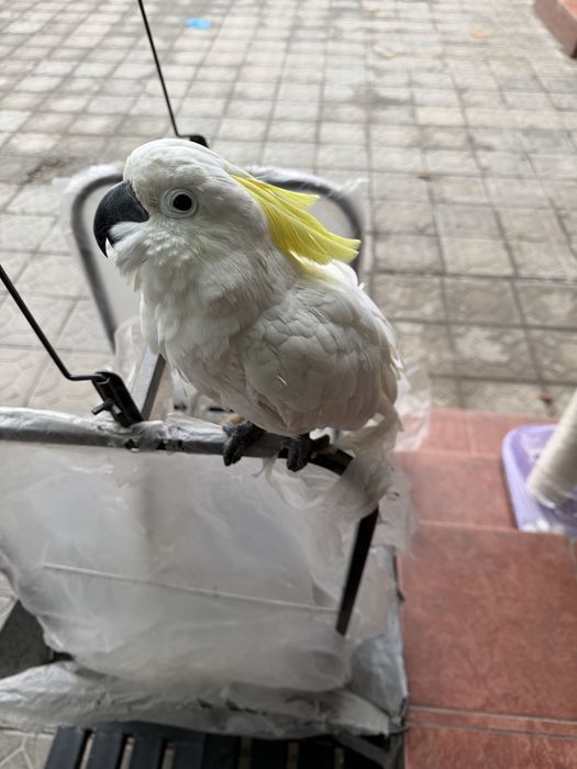 Какаду гириша сотилади