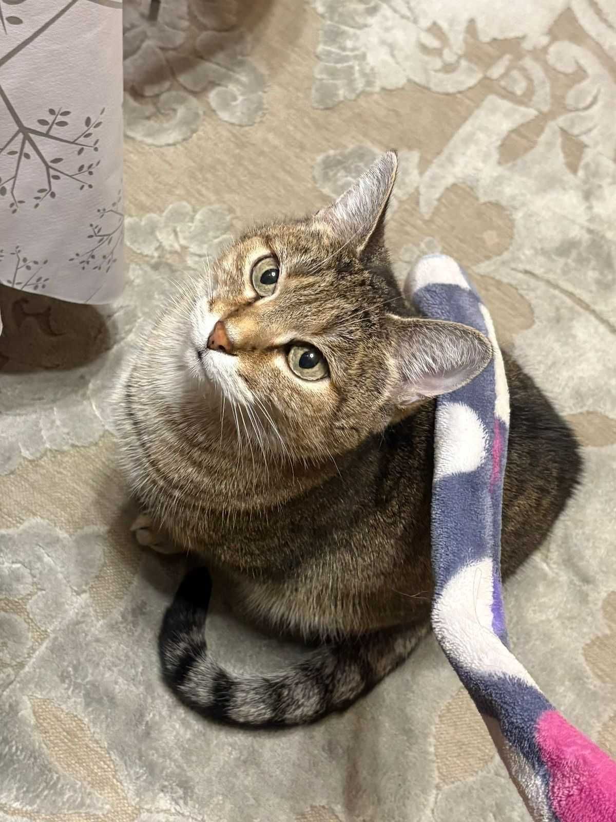 Пропала домашняя кошка