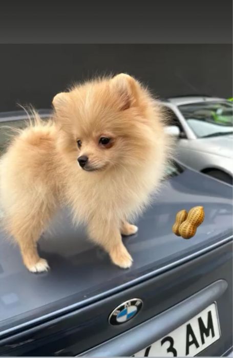 Померан на 8месеца