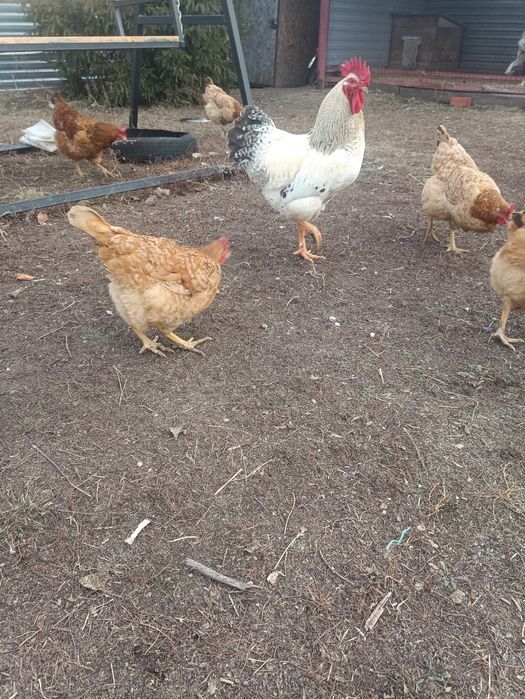 КУРЫ молодки РЭД БРО