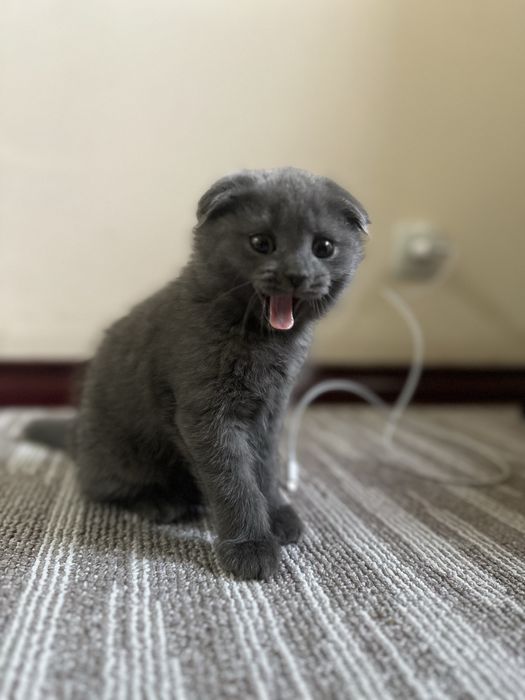 Scottish Fold 2 oylik